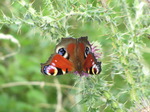 SX16056 Peacock butterfrly (Nymphalis io) on Thisle.jpg